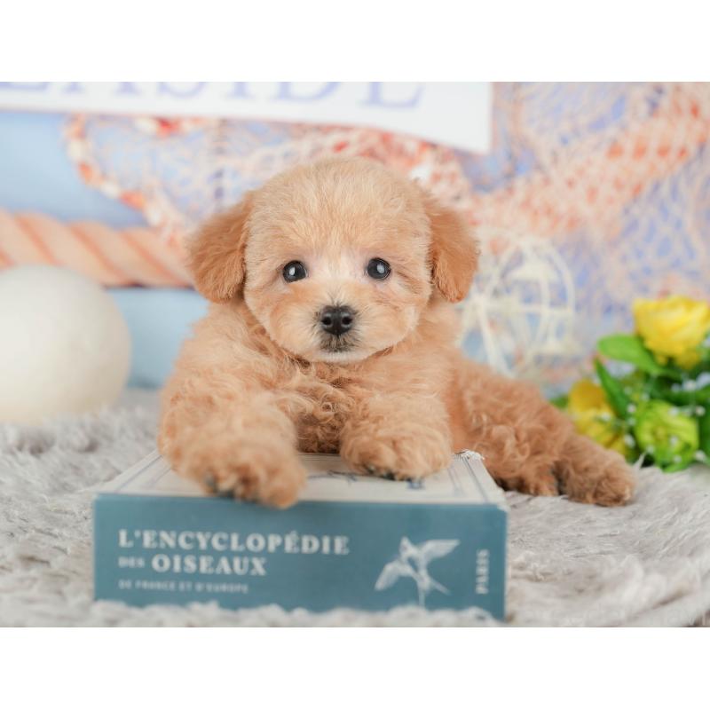 販売中の静岡県のトイプードル-442079の11枚目