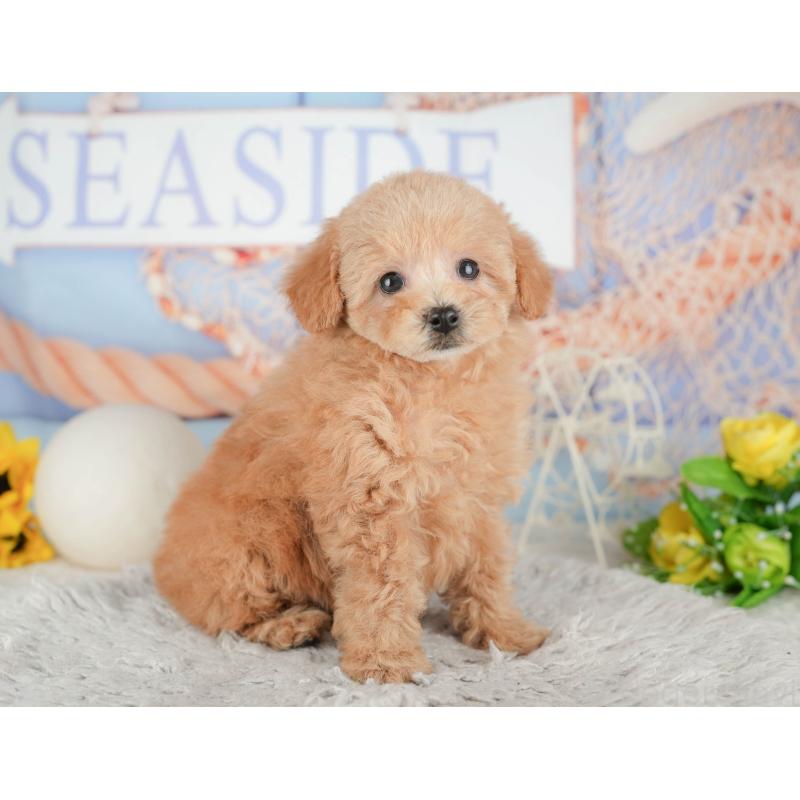 販売中の静岡県のトイプードル-442079の10枚目