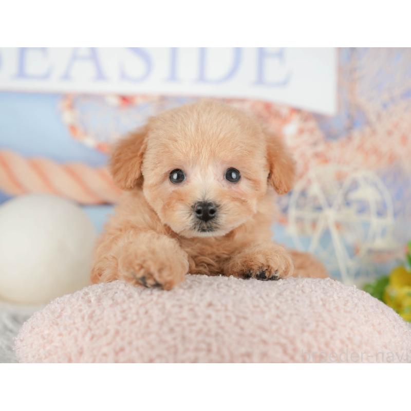 販売中の静岡県のトイプードル-442079の9枚目