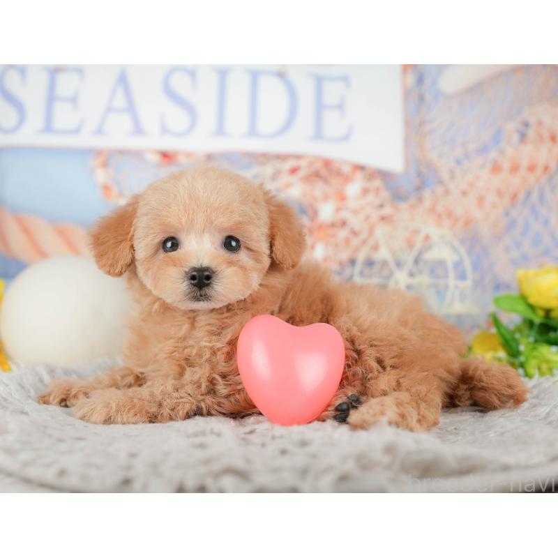 販売中の静岡県のトイプードル-442079の8枚目