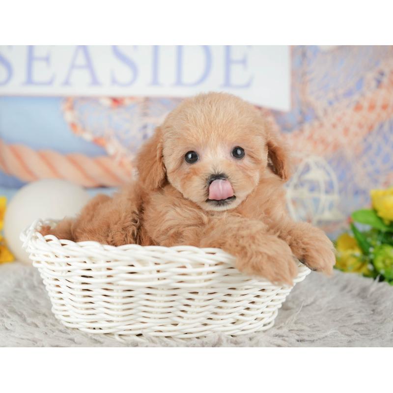 販売中の静岡県のトイプードル-442079の7枚目