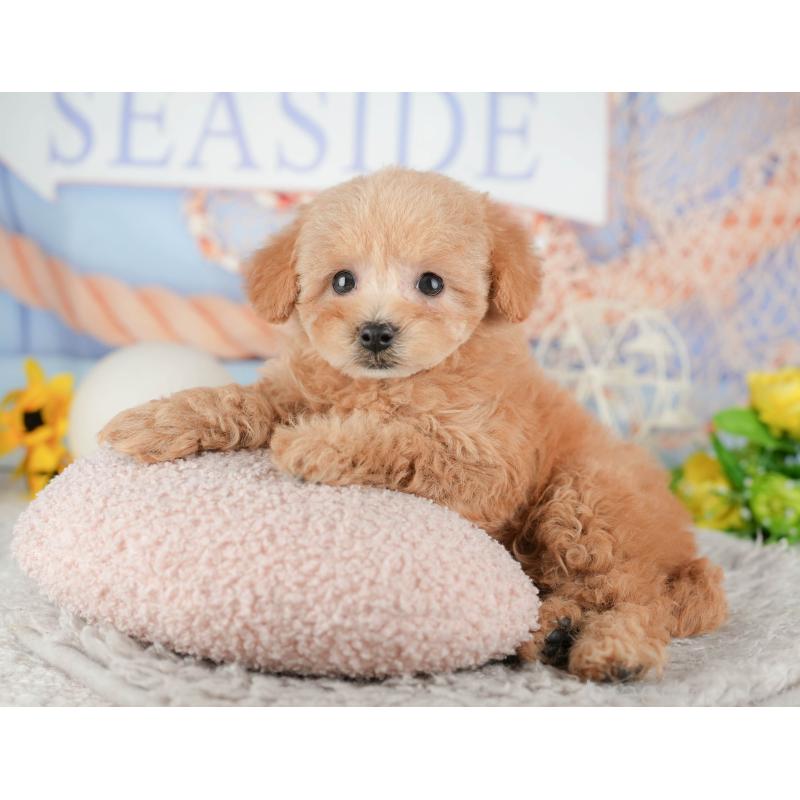 販売中の静岡県のトイプードル-442079の6枚目