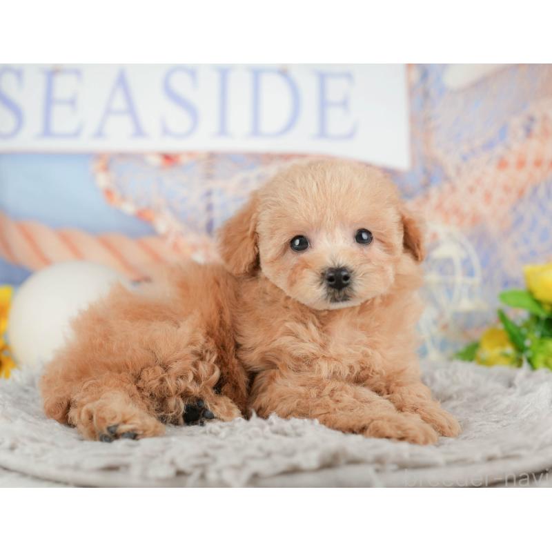 販売中の静岡県のトイプードル-442079の5枚目