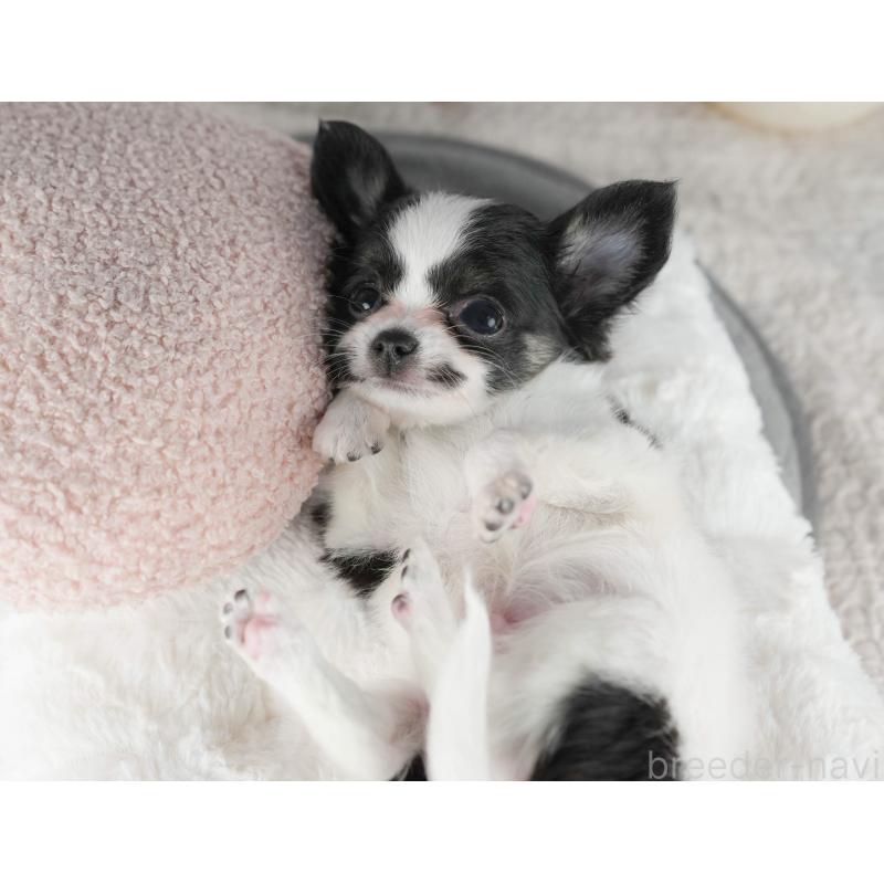 販売中の茨城県のチワワ(ロングコート)-441950の10枚目