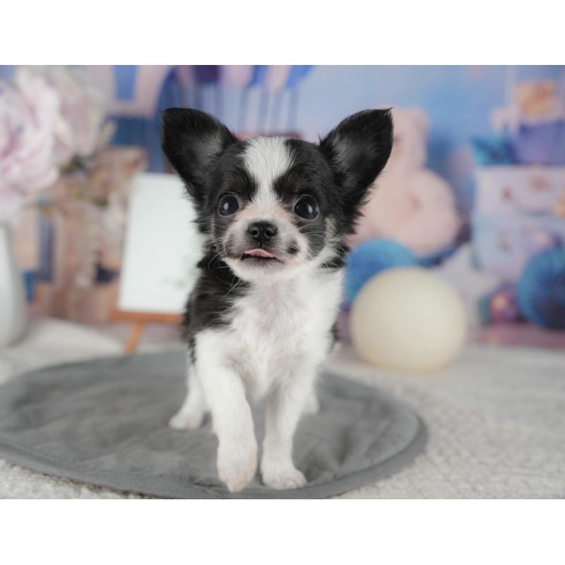 販売中の茨城県のチワワ(ロングコート)-441950の8枚目