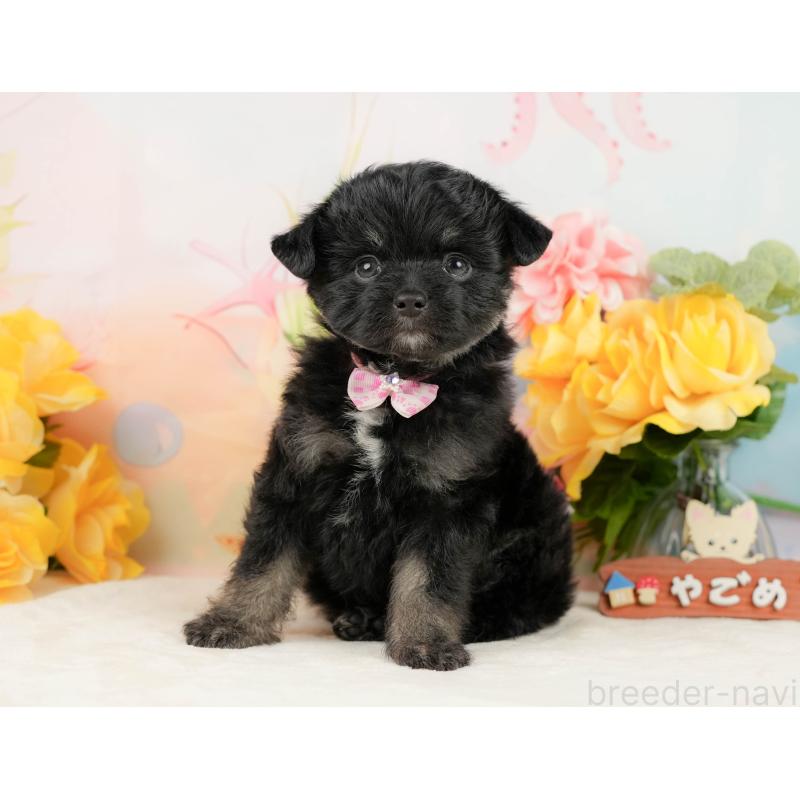 販売中の静岡県のチワプー:チワワ×トイプードル-442029の10枚目