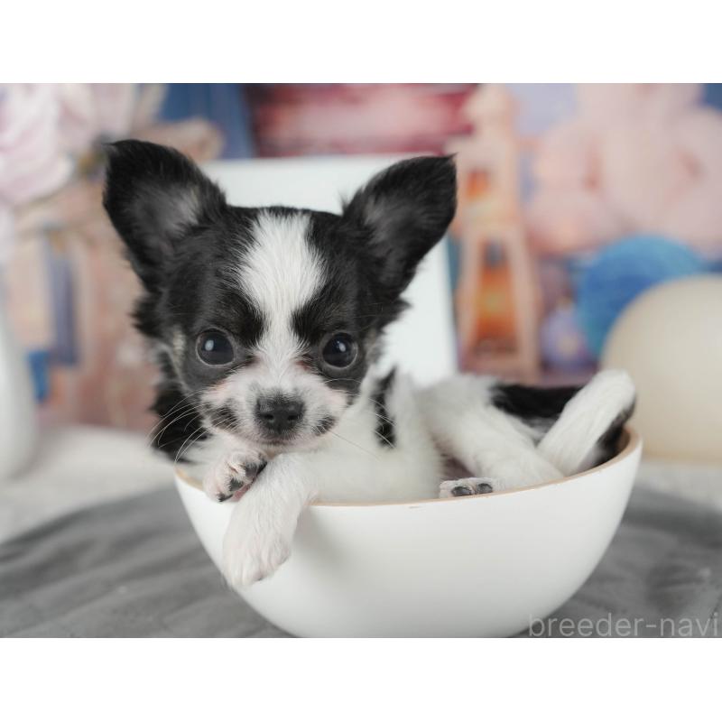 販売中の茨城県のチワワ(ロングコート)-441950の7枚目