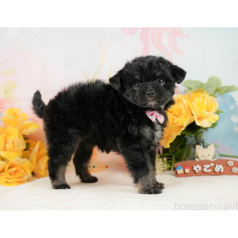 販売中の静岡県のチワプー:チワワ×トイプードル-442029の9枚目