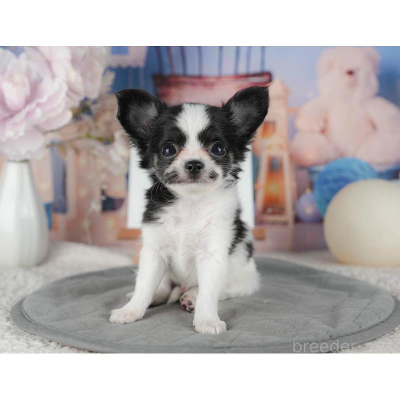 販売中の茨城県のチワワ(ロングコート)-441950の6枚目