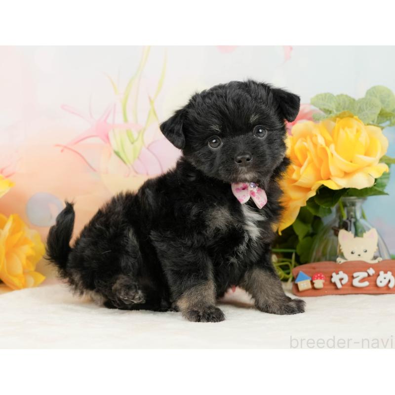 販売中の静岡県のチワプー:チワワ×トイプードル-442029の8枚目