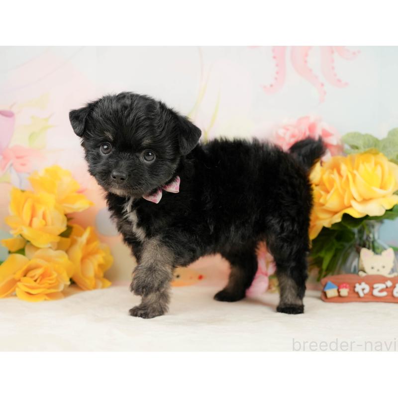 販売中の静岡県のチワプー:チワワ×トイプードル-442029の7枚目