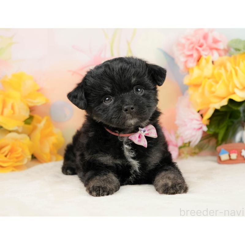 販売中の静岡県のチワプー:チワワ×トイプードル-442029の6枚目