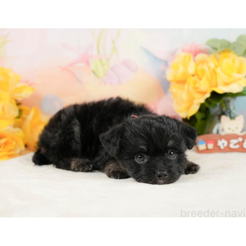 販売中の静岡県のチワプー:チワワ×トイプードル-442029の5枚目