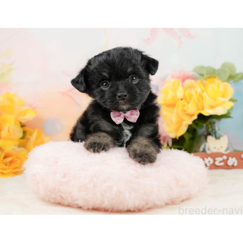 販売中の静岡県のチワプー:チワワ×トイプードル-442029の4枚目