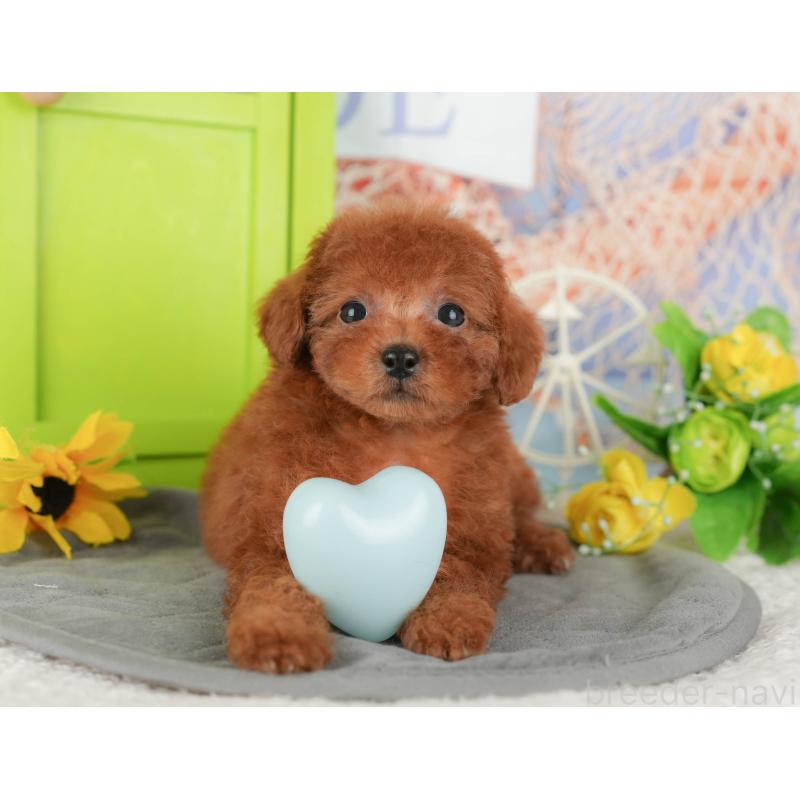 販売中の茨城県のトイプードル-441946の12枚目