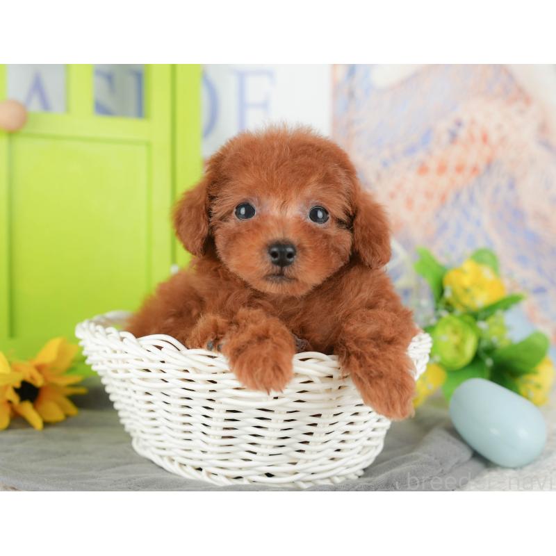 販売中の茨城県のトイプードル-441946の11枚目