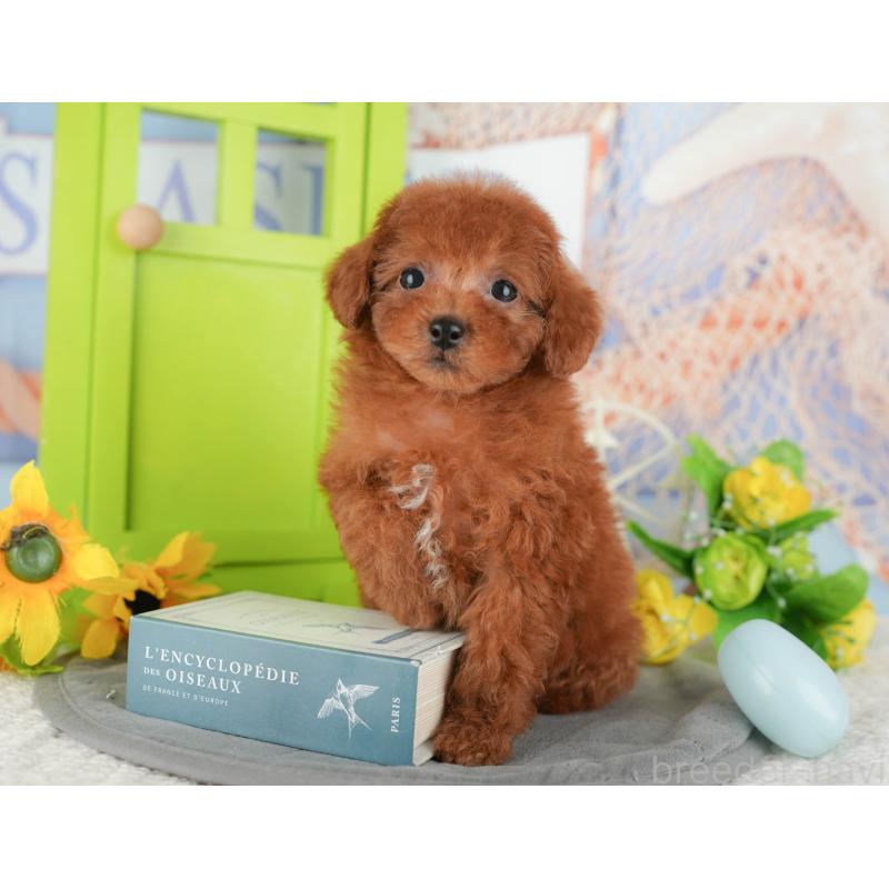 販売中の茨城県のトイプードル-441946の8枚目