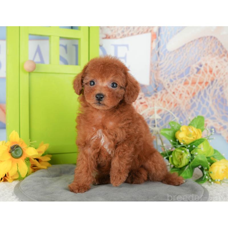 販売中の茨城県のトイプードル-441946の6枚目