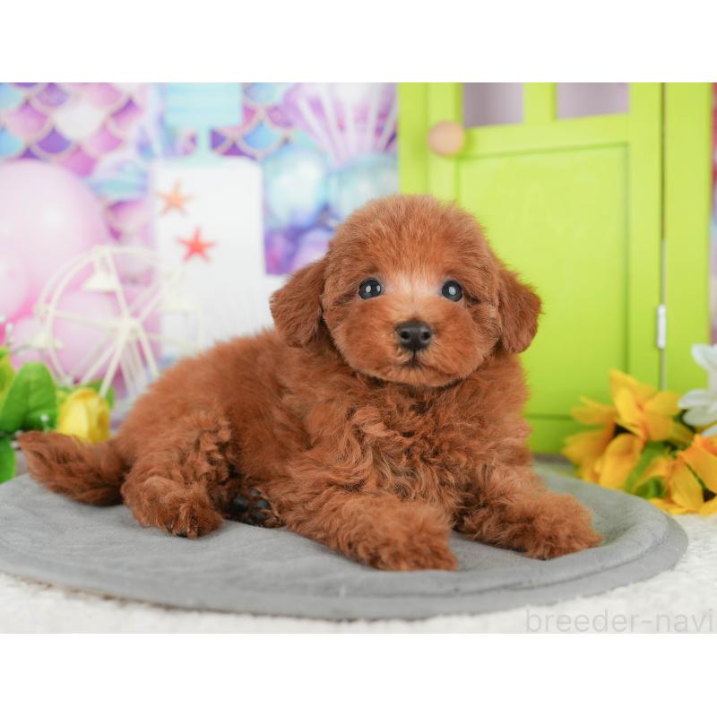 販売中の茨城県のトイプードル-441941の14枚目