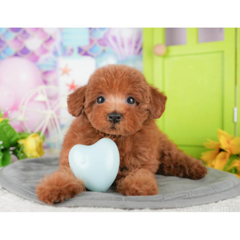 販売中の茨城県のトイプードル-441941の13枚目