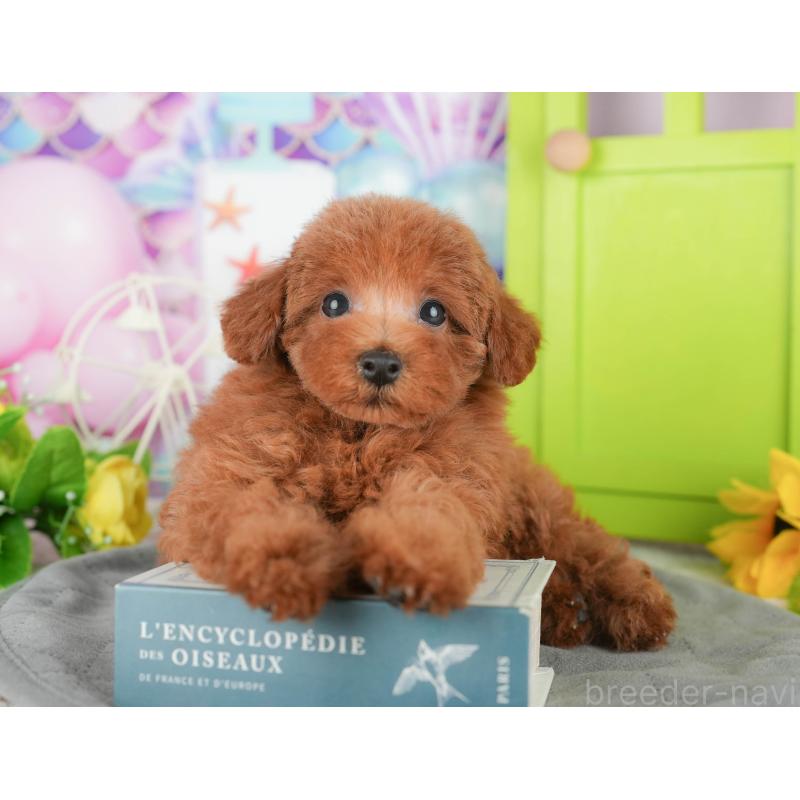 販売中の茨城県のトイプードル-441941の12枚目