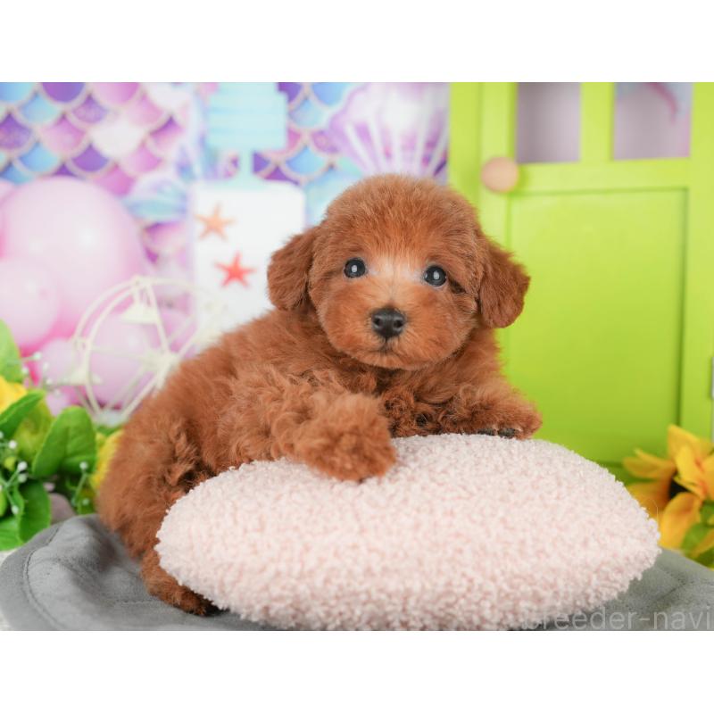 販売中の茨城県のトイプードル-441941の9枚目