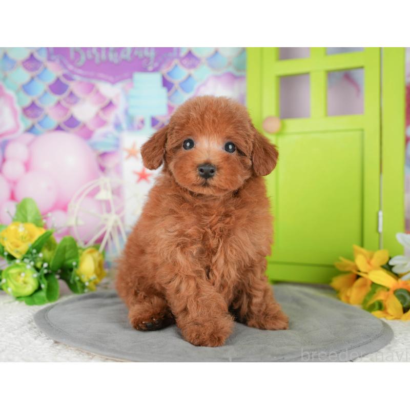 販売中の茨城県のトイプードル-441941の7枚目