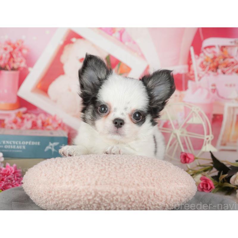 販売中の茨城県のチワワ(ロングコート)-441936の14枚目