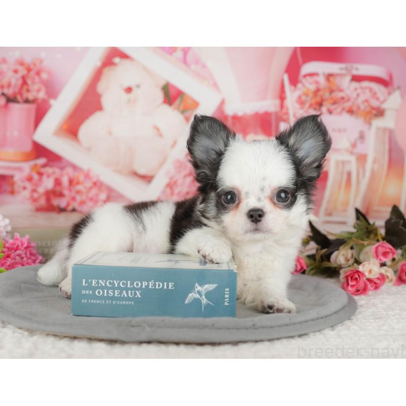 販売中の茨城県のチワワ(ロングコート)-441936の12枚目