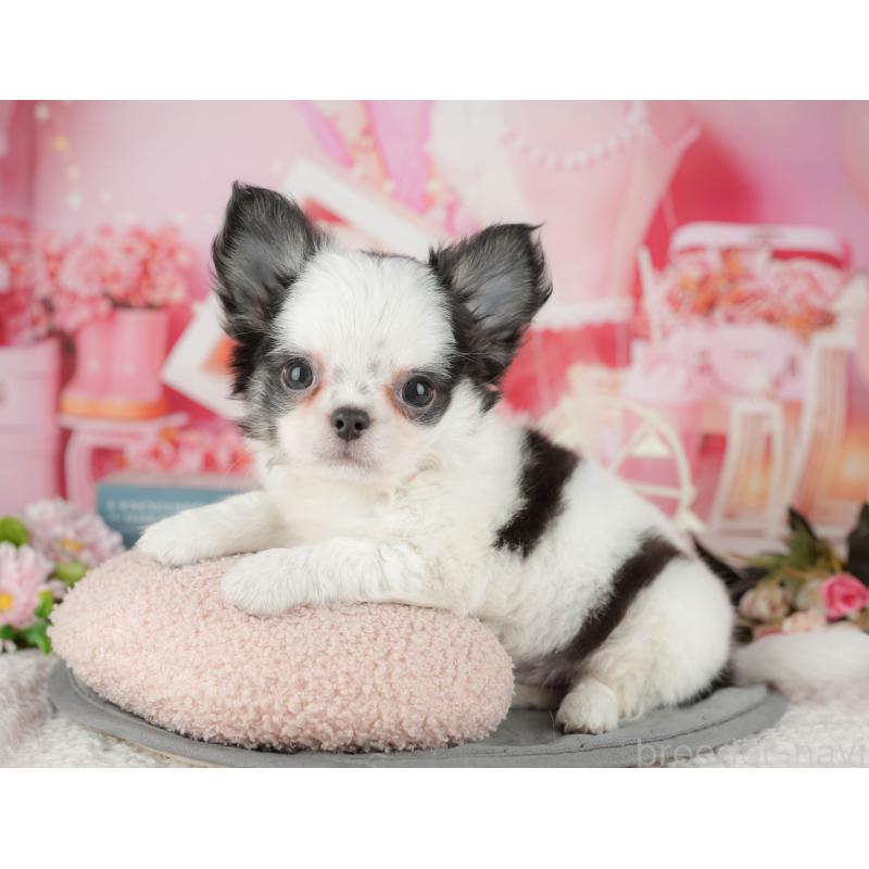 販売中の茨城県のチワワ(ロングコート)-441936の10枚目