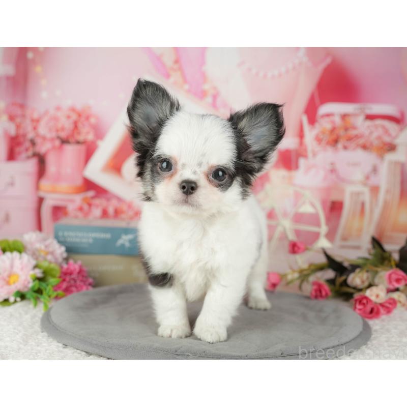 販売中の茨城県のチワワ(ロングコート)-441936の6枚目