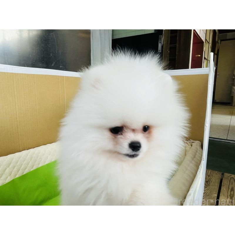 販売中の岐阜県のポメラニアン-430054の3枚目