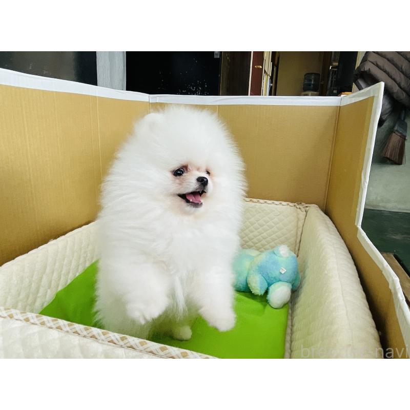 販売中の岐阜県のポメラニアン-430054の2枚目