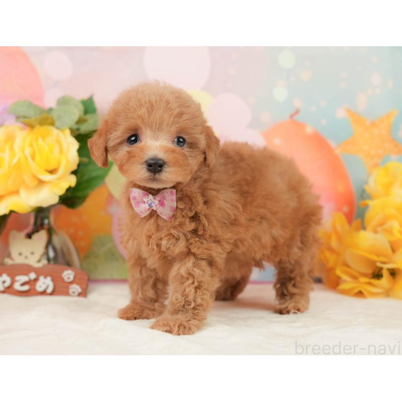 販売中の静岡県のトイプードル-442025の10枚目