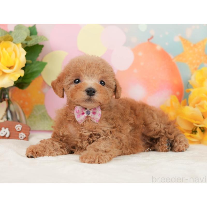 販売中の静岡県のトイプードル-442025の9枚目