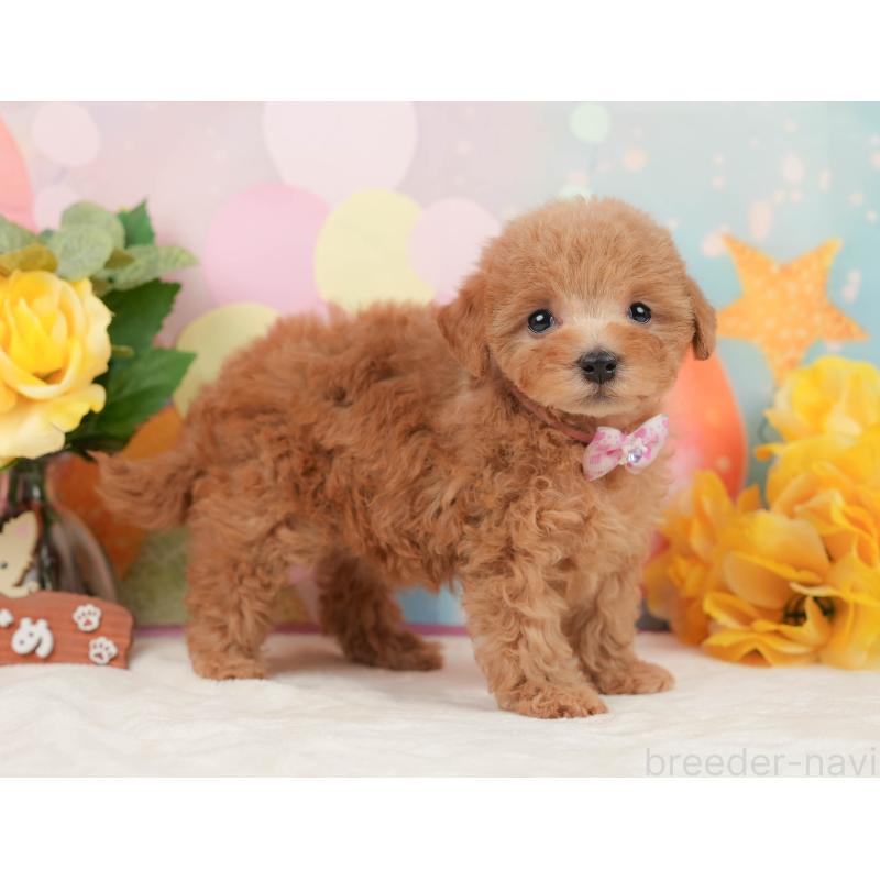 販売中の静岡県のトイプードル-442025の8枚目