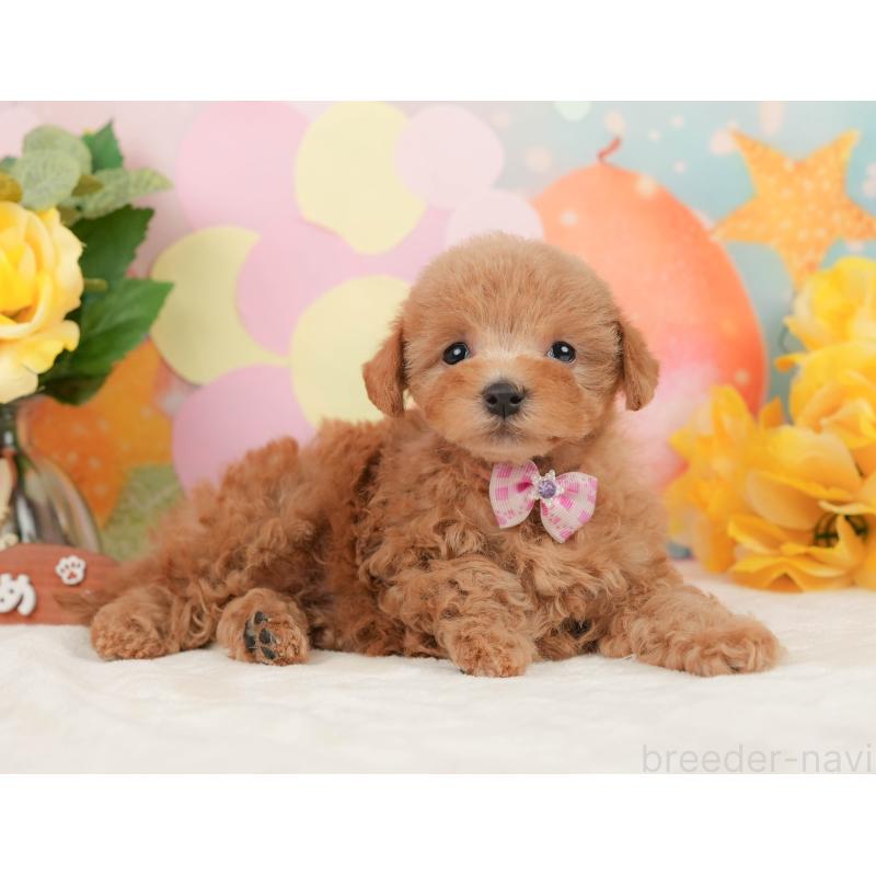 販売中の静岡県のトイプードル-442025の7枚目