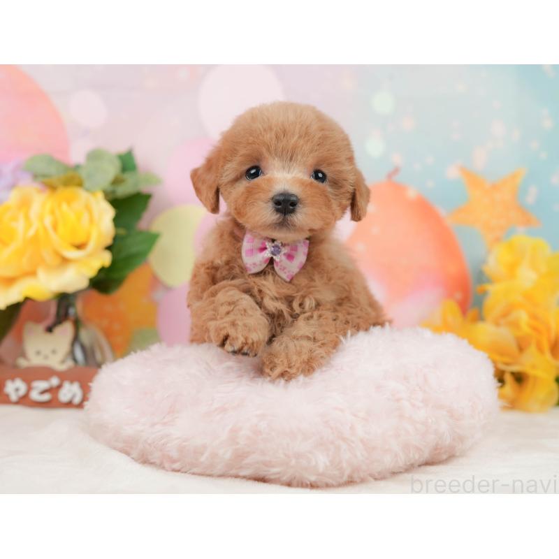 販売中の静岡県のトイプードル-442025の6枚目