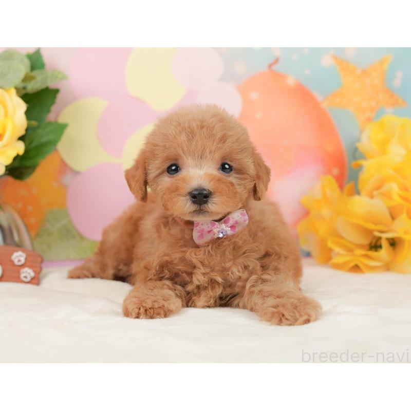 販売中の静岡県のトイプードル-442025の4枚目