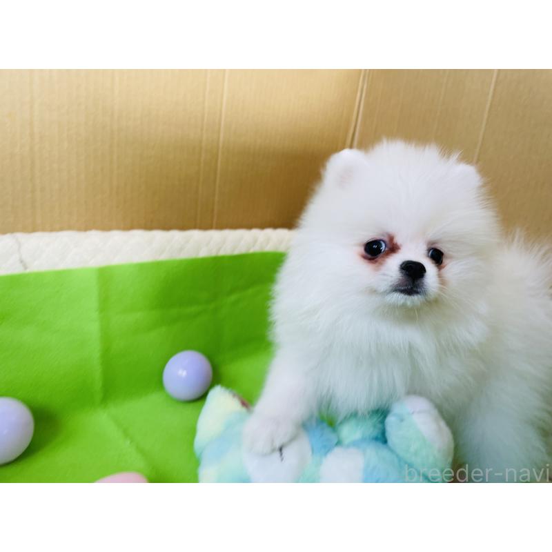 販売中の岐阜県のポメラニアン-435773の3枚目