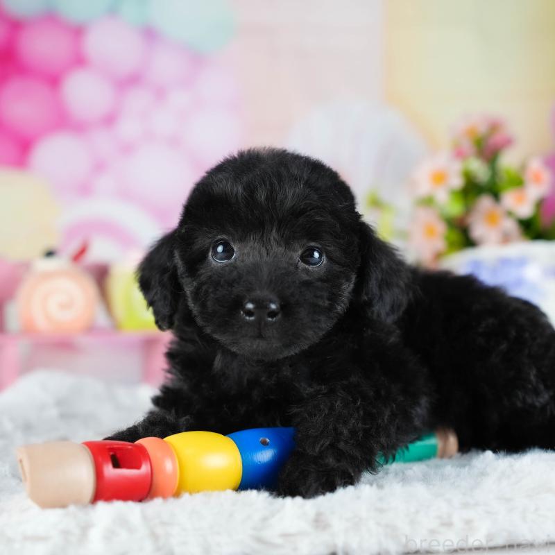 販売中の茨城県のトイプードル-441933の11枚目