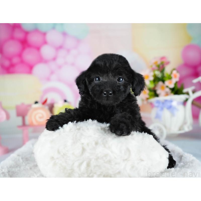 販売中の茨城県のトイプードル-441933の10枚目