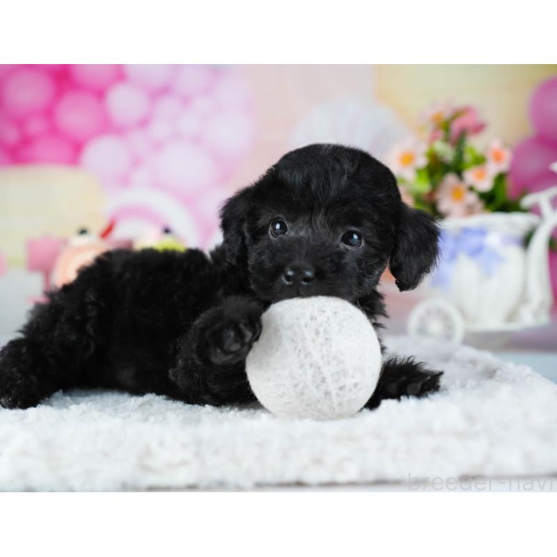 販売中の茨城県のトイプードル-441933の9枚目