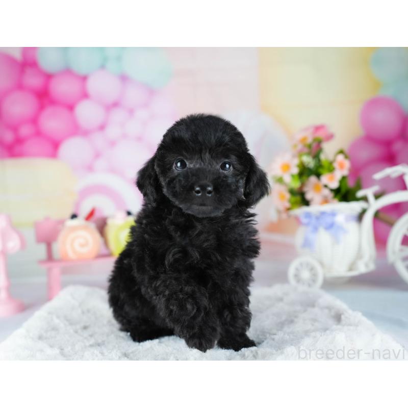 販売中の茨城県のトイプードル-441933の8枚目