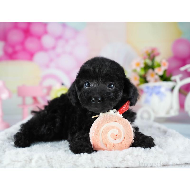 販売中の茨城県のトイプードル-441933の6枚目