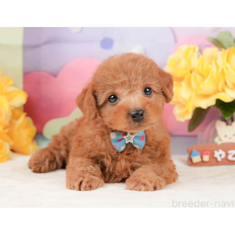 販売中の静岡県のトイプードル-442020の10枚目