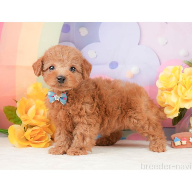 販売中の静岡県のトイプードル-442020の9枚目