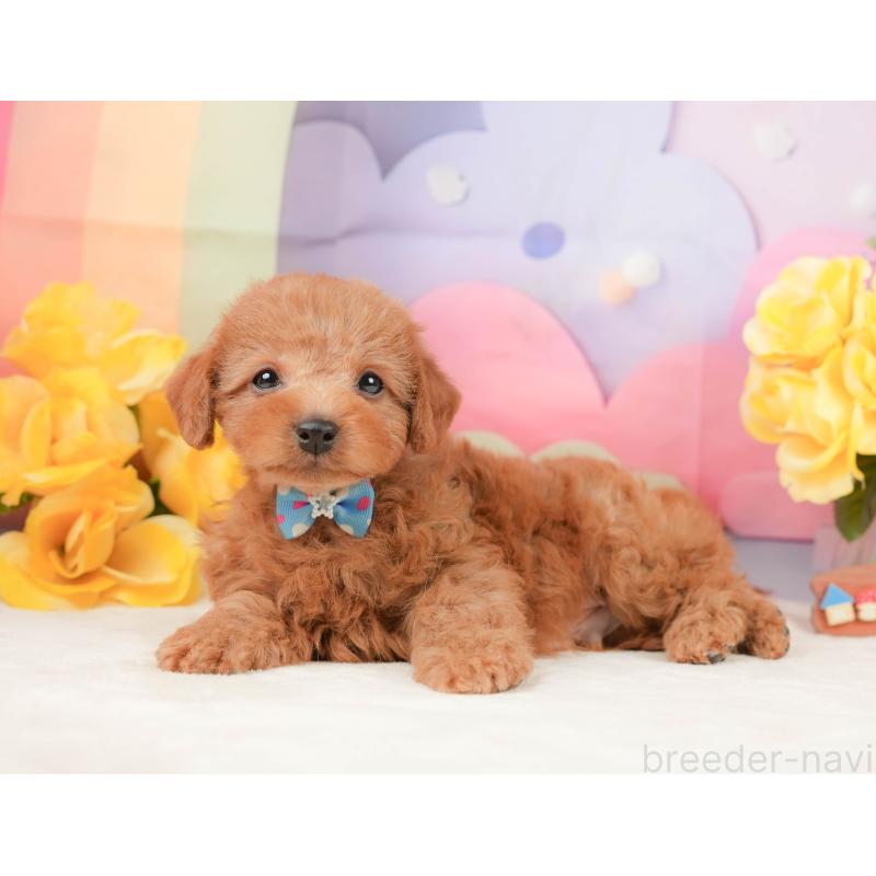 販売中の静岡県のトイプードル-442020の8枚目