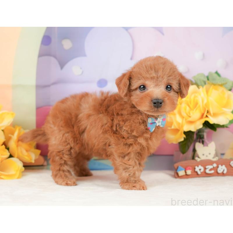 販売中の静岡県のトイプードル-442020の7枚目