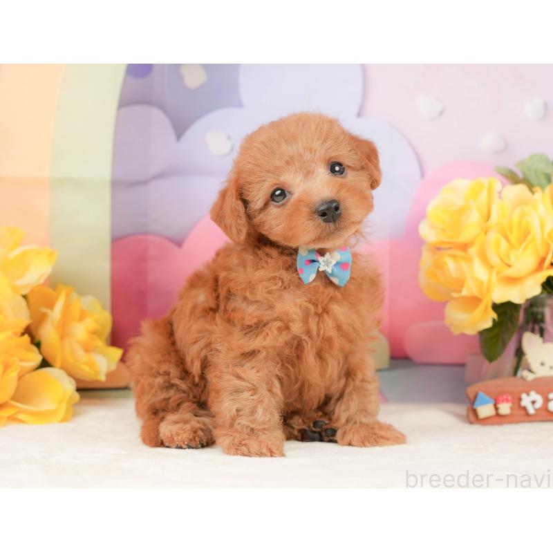 販売中の静岡県のトイプードル-442020の6枚目